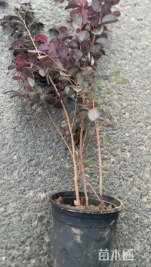 高度46厘米红花继木