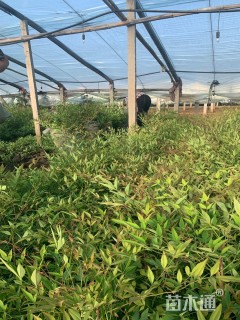 高度60厘米南天竹