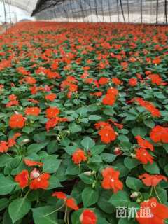 高度35厘米非洲凤仙