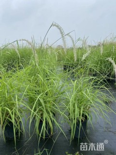 高度100厘米大布尼狼尾草
