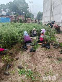 高度85.厘米沙棘