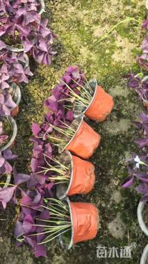 高度15厘米紫叶酢浆草