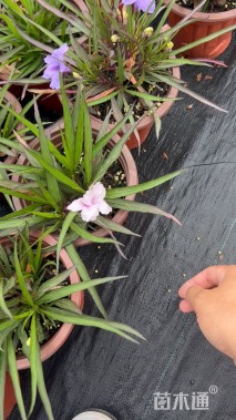 高度15厘米翠芦莉