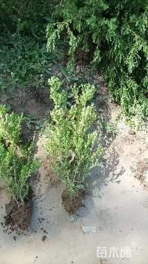 高度50厘米朝鲜黄杨