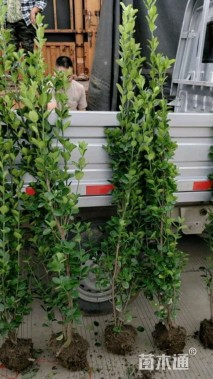 高度140厘米北海道黄杨