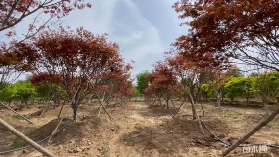 10公分日本红枫