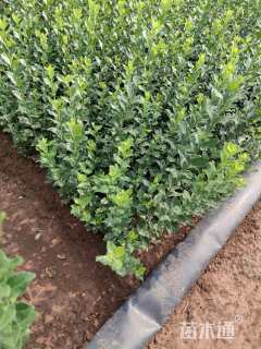 高度50厘米卫矛小苗