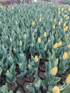 高度30厘米郁金香