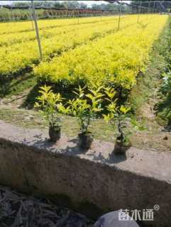 高度35厘米黄金枸骨