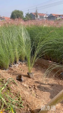 高度50厘米细叶芒