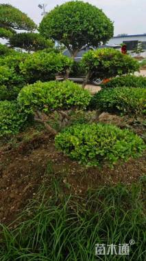 15公分造型瓜子黄杨