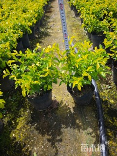 高度35厘米黄叶假连翘