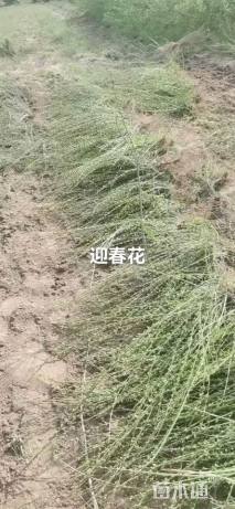 高度40厘米迎春花