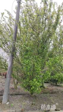 10公分垂丝海棠