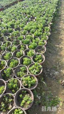 高度5厘米薰衣草