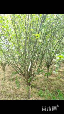 10公分西府海棠