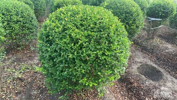 冠幅120厘米金禾女贞球