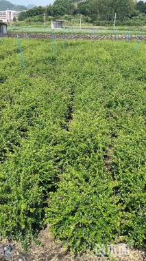 高度40厘米福建茶