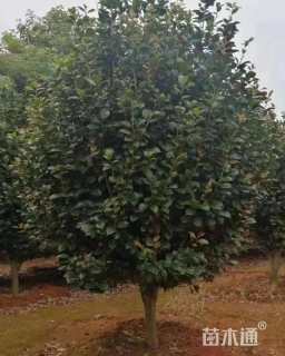 高度160厘米茶花