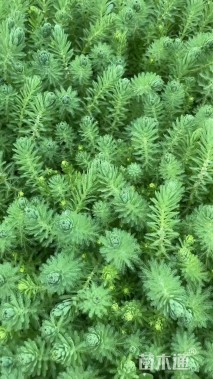 高度50厘米羽毛草