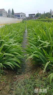 高度25厘米兰花三七草