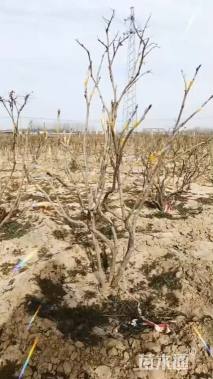 高度40厘米牡丹