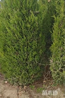 高度250厘米蜀桧