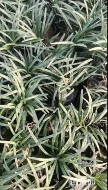 高度5厘米玉龙草