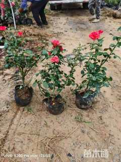 高度20厘米大花月季