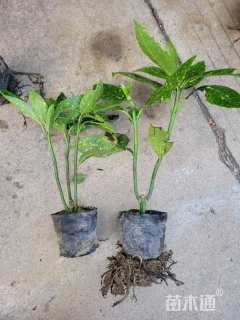 高度25厘米洒金珊瑚小苗