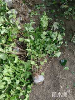 高度80厘米丛生紫丁香