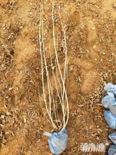 高度100厘米红王子锦带