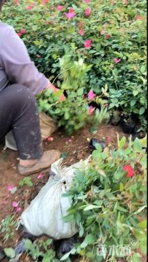 高度20厘米丰花月季