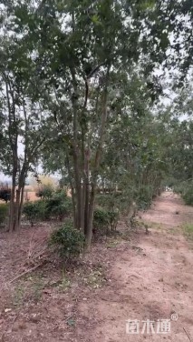 7公分(4杆)丛生朴树