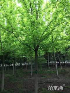 10公分金叶复叶槭