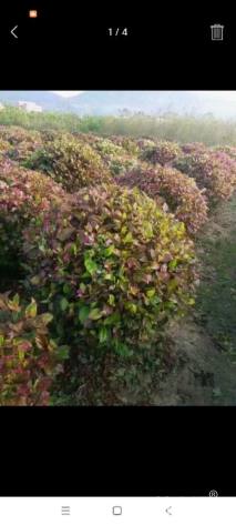 高度80厘米彩叶扶桑