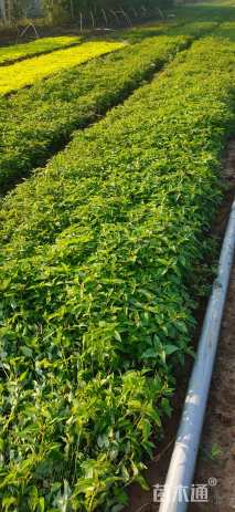 高度10厘米美国薄荷