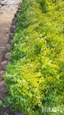 冠幅40厘米金叶女贞球