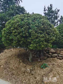 冠幅350厘米大叶黄杨球