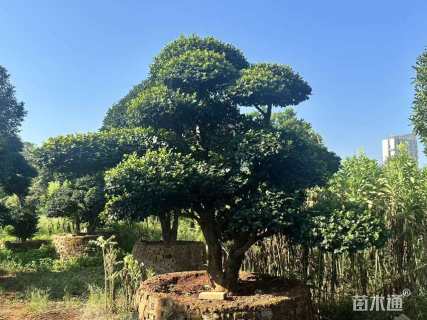 16公分造型茶梅