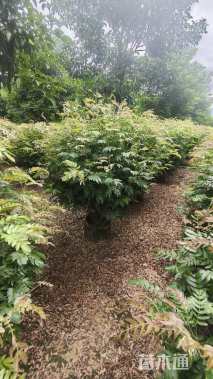 高度120厘米红绒球