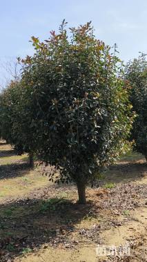 冠幅250厘米石楠球