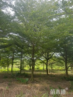 18公分小叶榄仁