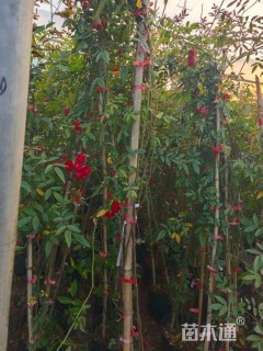 高度200厘米木香