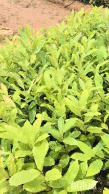 高度60厘米板栗小苗