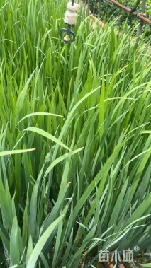 高度20厘米鸢尾