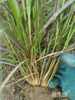 高度40厘米紫叶狼尾草