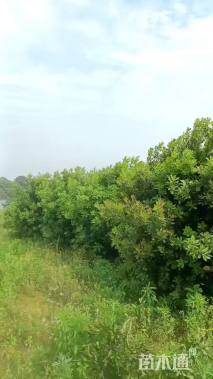 冠幅250厘米杨梅球