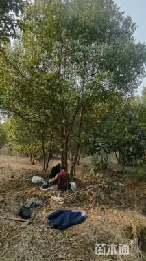 40公分(4杆)丛生香樟