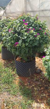 冠幅95厘米三角梅球